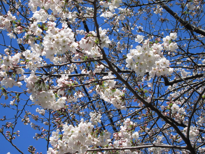 桜と都電の風景_f0128714_1115243.jpg