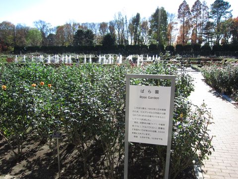 「神代植物公園」　調布_f0128714_1224331.jpg