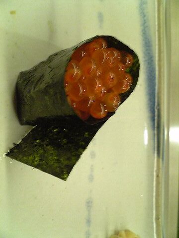 「鮨 一新」　寿司　赤坂_f0128714_15421597.jpg