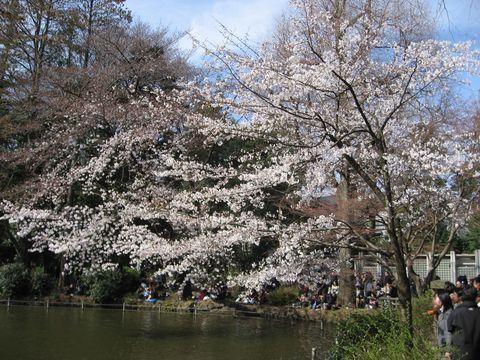 「井の頭公園」　お花見_f0128714_17113768.jpg