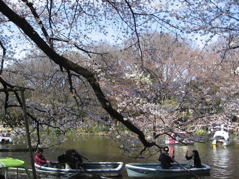 「井の頭公園」　お花見_f0128714_1716889.jpg
