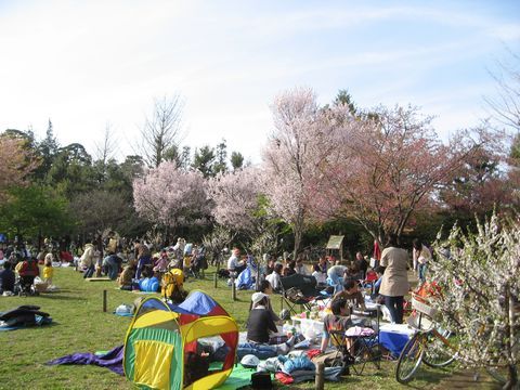 「井の頭公園」　お花見_f0128714_18364153.jpg